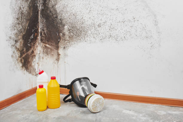 Best Emergency Mold Removal  in St Georges, DE