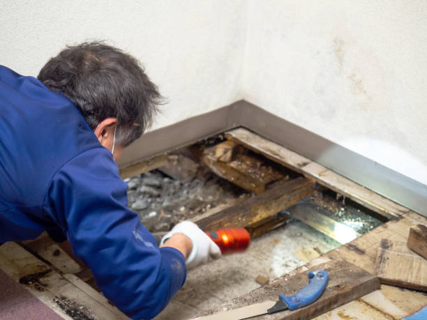 Best Same-Day Mold Removal  in St Georges, DE
