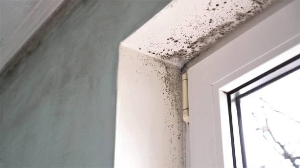 Best Same-Day Mold Removal  in St Georges, DE