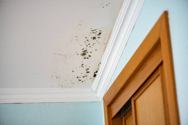 Mold Testing and Removal in St Georges, DE