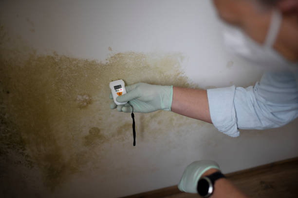 Best Affordable Mold Removal  in St Georges, DE