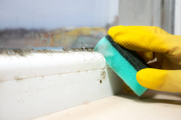 Best Toxic Mold Removal  in St Georges, DE