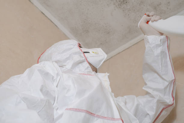 Best Affordable Mold Removal  in St Georges, DE