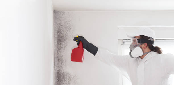 Best Mold Removal Near Me  in St Georges, DE