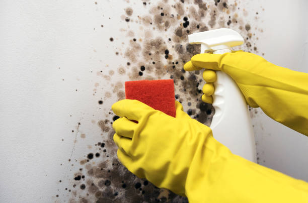 Best Mold Damage Repair  in St Georges, DE