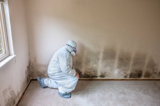 Mold Removal Process in St Georges, DE