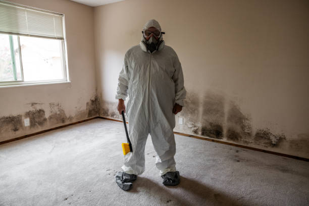 Best Best Mold Removal Companies  in St Georges, DE