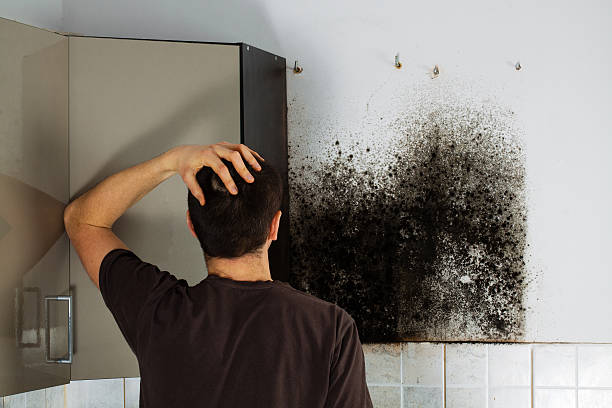 Best Mold Removal Near Me  in St Georges, DE