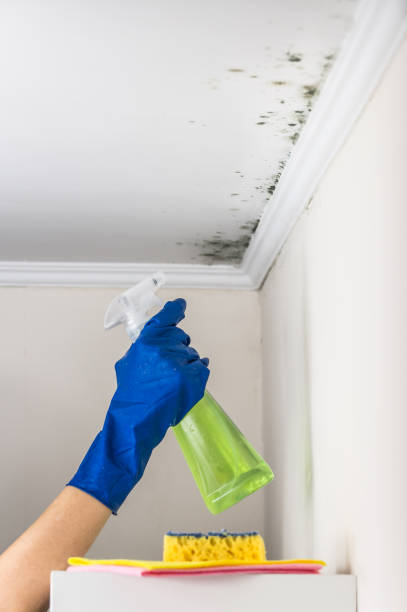 Best Crawl Space Mold Removal  in St Georges, DE